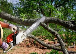 How Our Tree Care Process Works  in Lake Sarasota, FL